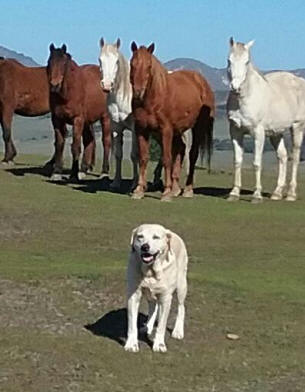 file:///C:/Documents%20and%20Settings/RICHARD/Desktop/SNAPPER%20HORSES%20n.JPG